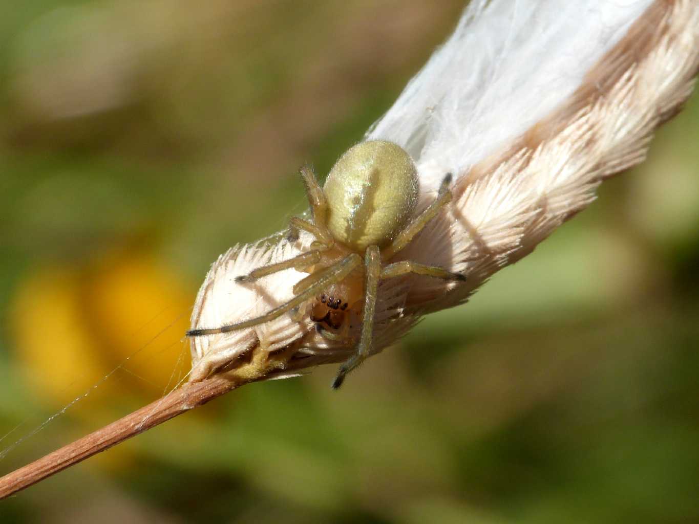 Cheiracanthium cf. punctorium - S. Teresa Gallura (OT)